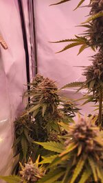 IMG_0930.jpeg