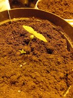 IMG_20260313_102803.jpg