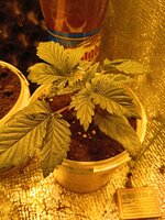 IMG_20260313_102814.jpg