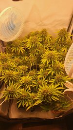 IMG_0973.jpeg