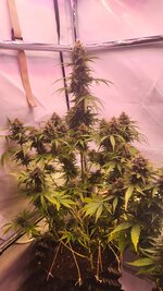 IMG_0978.jpeg