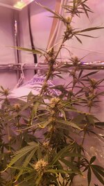 IMG_1008.jpeg