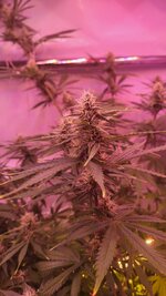 IMG_1014.jpeg
