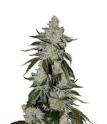 IMG_0017.jpeg