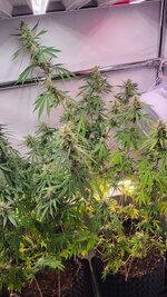 IMG_1019.jpeg