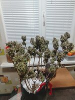 IMG_20260317_003555.jpg