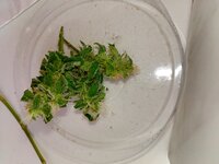 IMG_20260317_083933.jpg