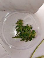 IMG_20260317_083926.jpg