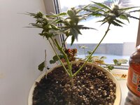 IMG_20260317_081112.jpg