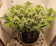 IMG_1070.jpeg
