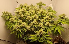 IMG_1071.jpeg