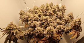 IMG_1084.jpeg