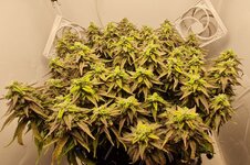 IMG_1131.jpeg