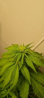 IMG_1156.jpeg