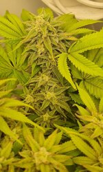 IMG_1198.jpeg