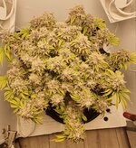 IMG_1207.jpeg