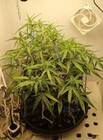 IMG_1223.jpeg