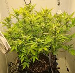 IMG_1267.jpeg