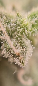 IMG_1283.jpeg