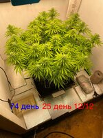 IMG_3551.jpeg