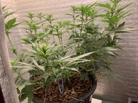 IMG_0907.jpeg