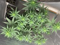 IMG_0906.jpeg