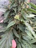 IMG_4077.jpeg IMG_4077.jpeg