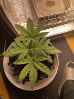 IMG_3601.jpeg