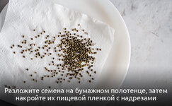 2-2-Kak-vyrastit-mikrozelen-iz-semyan-kannabisa__hcYAdTSO6nKnt2CG.jpg 2-2-Kak-vyrastit-mikrozelen-iz-semyan-kannabisa__hcYAdTSO6nKnt2CG.jpg