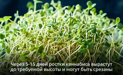 2-4-Kak-vyrastit-mikrozelen-iz-semyan-kannabisa__JxSrzPTJmuLrcsMN.jpg 2-4-Kak-vyrastit-mikrozelen-iz-semyan-kannabisa__JxSrzPTJmuLrcsMN.jpg