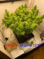 IMG_3625.jpeg
