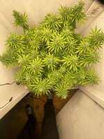 IMG_3626.jpeg