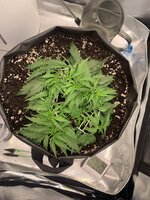 IMG_0299.jpeg