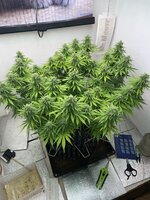 IMG_3661.jpeg