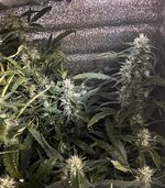 10 — копия.jpg