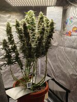 IMG_20260330_114642.jpg