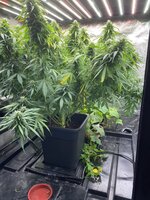 IMG_0567.jpeg
