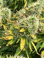 IMG_0661.jpeg