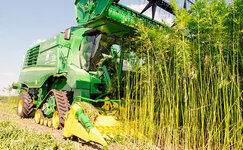 hemp.jpg