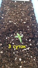3 сут (1).jpg