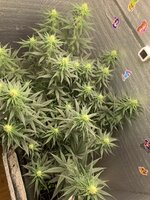 IMG_0955.jpeg