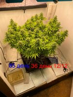 IMG_3718.jpeg
