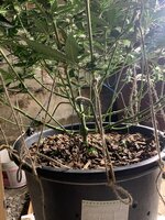 IMG_0960.jpeg