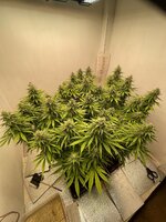 IMG_3745.jpeg