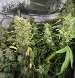 6 — копия.jpg