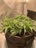 IMG_0410.jpeg