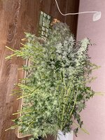 IMG_1105.jpeg
