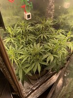 IMG_3821.jpeg