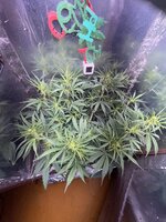 IMG_3828.jpeg