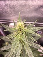 IMG_5639.jpeg